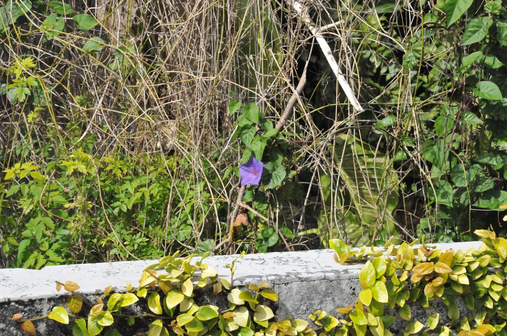 DSC_4780.JPG