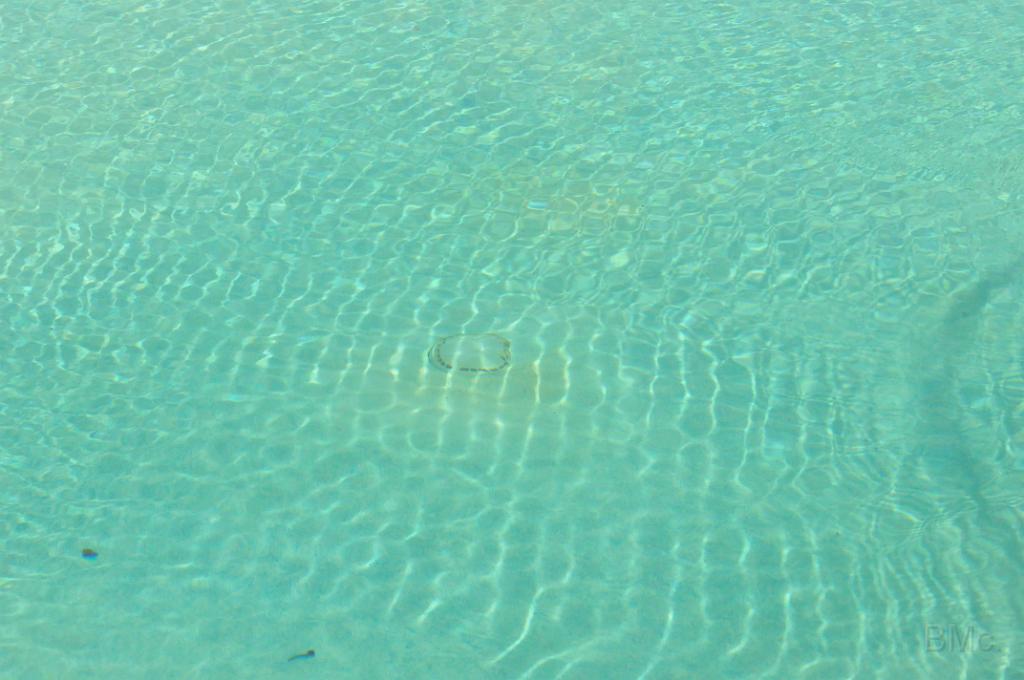 DSC_4782.JPG