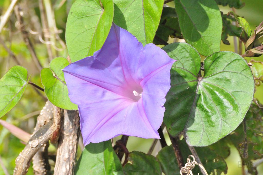 DSC_4807.JPG